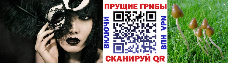 Купить закладки  Никольское  Псилоцибиновые грибы Psilocybine cubensis 
